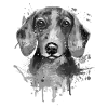 Dachshund dachshund dachshund gray illustration