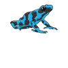 Poison bleu Grenouille flèche Dendrobatidae
