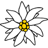 Edelweiss - Alpine flower