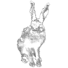 Hase