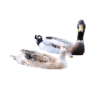 Ducks