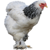 Brahma