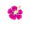 Hibiscus flower