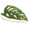 Plantmom Plant Monstera Adansonii Gift Nature