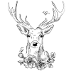 Deer sketch