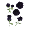 Roses noires - Aquarelle