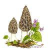 Pointed morel