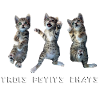 3 little cats