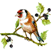 Bunter Vogel