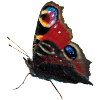 Butterfly peacock eye