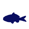 Poisson poisson poissons animaux marins