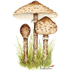 Parasolpilz oder Riesenschirmling
