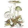 Champignon mort vert