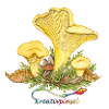 chanterelle