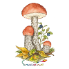Heather Red Cap