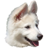 Chiot