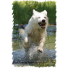 White Shepherd Dog