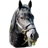 Frieze head