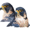 Peregrine falcon