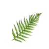 fern