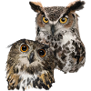 Owls