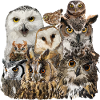 Owls