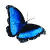 blue butterfly blue butterfly symbol