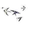 Barn swallows