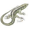 Sand lizard