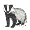Badger