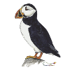 Puffin