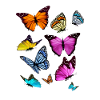 Butterfly species Butterfly insect