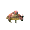 The Fuck you Turtle