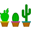 Cacti in pots