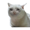 Meme cat