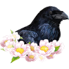 Raven