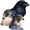 Raven and Falcons