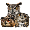 Nocturnal raptors
