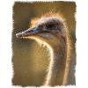 ostrich