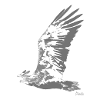 HGWild - White-tailed Eagle