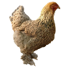 Poulet