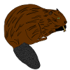 beaver