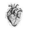 Anatomic Heart Original Drawing