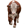 Bull