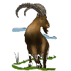 Steinbock, Berge, Alpen