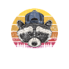 racoon