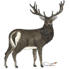 Red deer