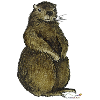 Murmeltier