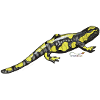 Fire salamander