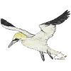 Gannet, a seabird